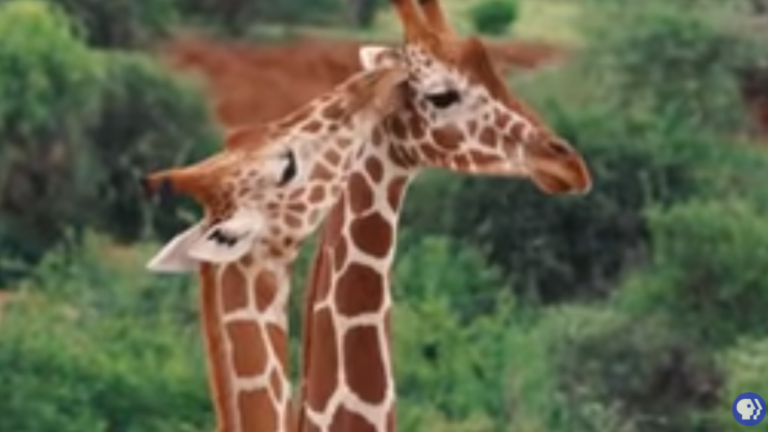US Customs Finds Giraffe Poop For Interesting Reason
