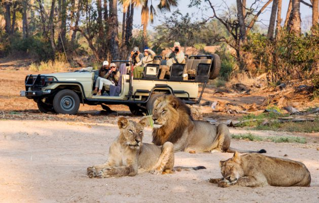 African Safari